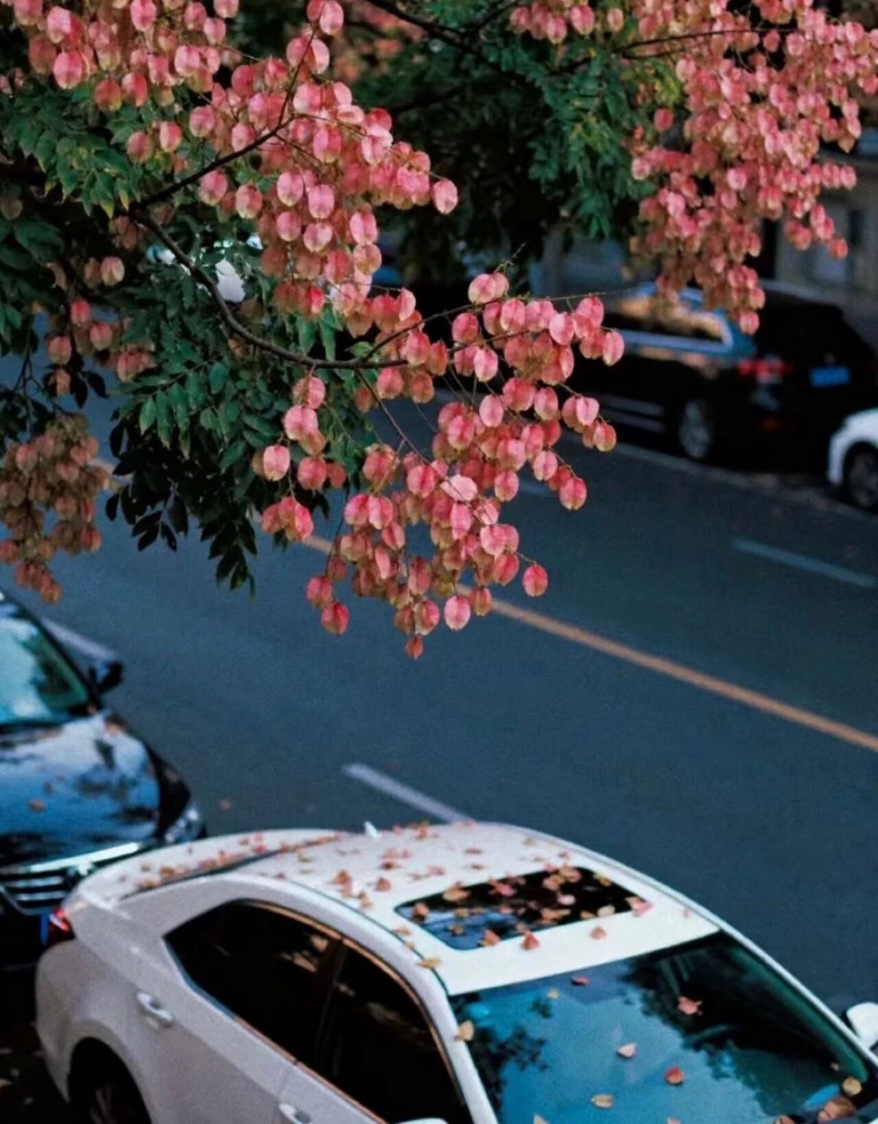 栾树
