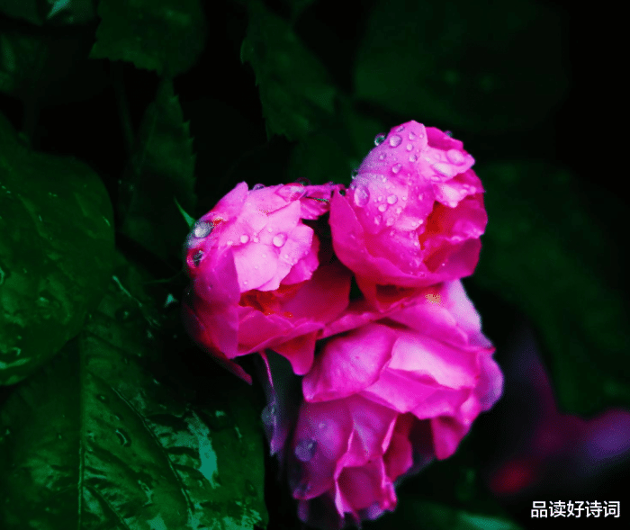 赏花有感