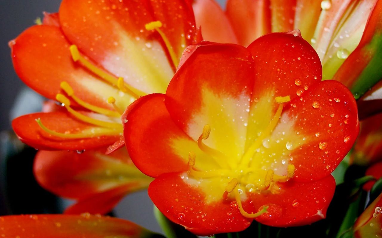 98888+潺潺如水+君子兰