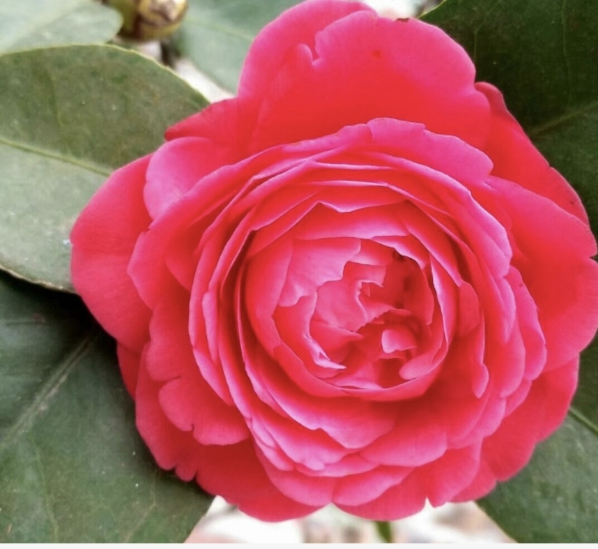 18888+小白菜+山茶花