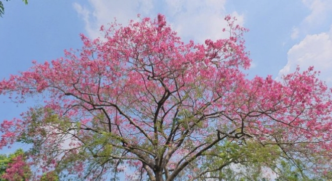 18888+小白菜+异木棉