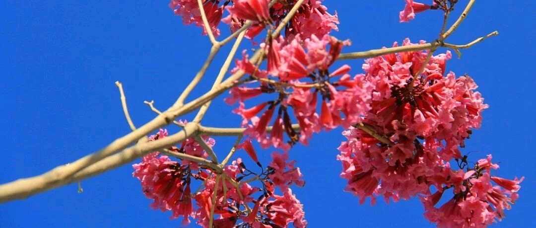 18888+小白菜+紫花风铃木