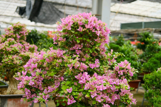 18888+小白菜+三角梅